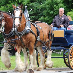 heavy horse cart at Caledon Fair