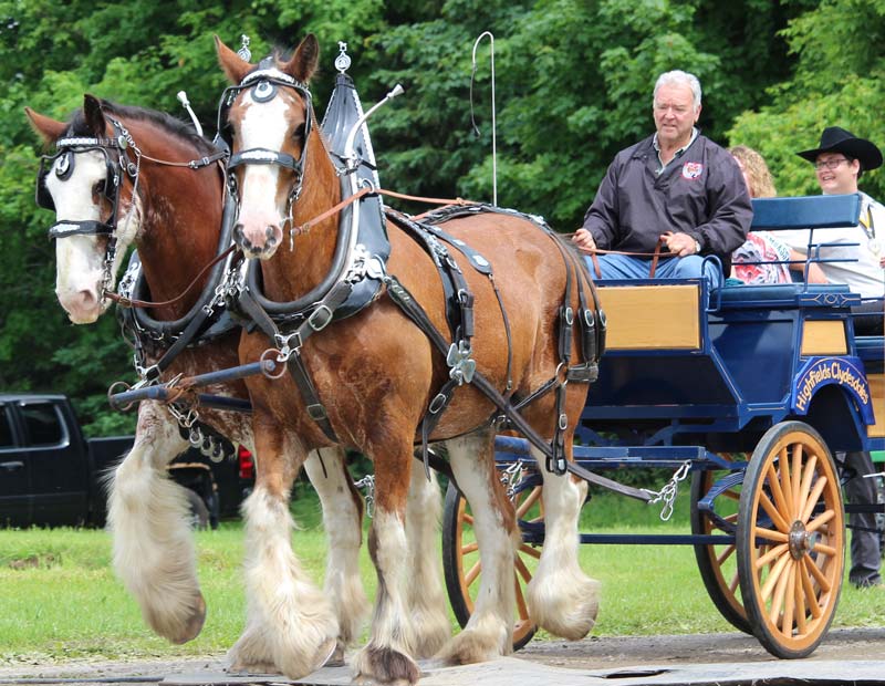 heavy horse cart at Caledon Fair