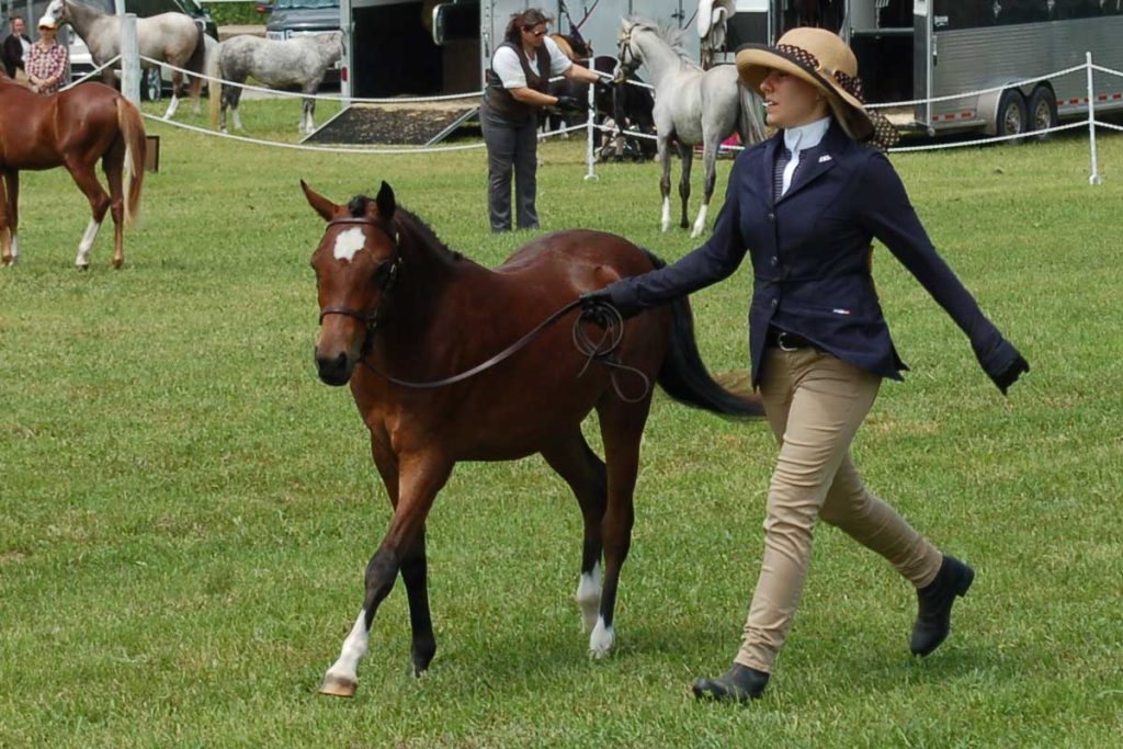 horse shows at Caledon Fair