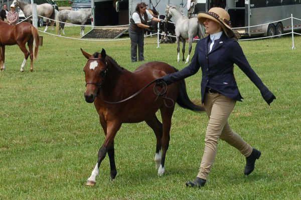 horse shows at Caledon Fair
