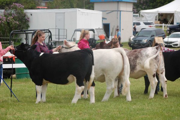 Cattle Show at Caledon Fair