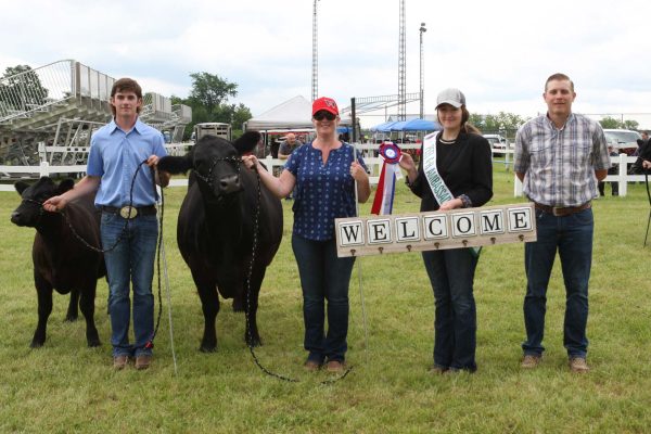 Beef and Dairy Cattle Shows at Caledon Fair