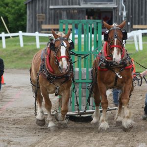 Horse Pull Team at Caledon Fair