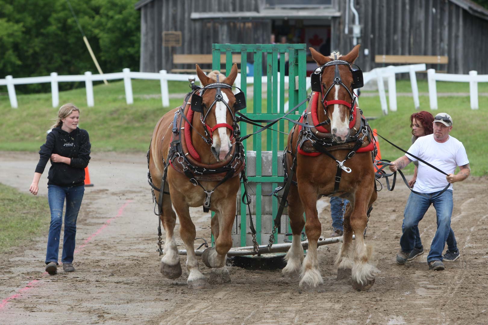 Horse Pull Team at Caledon Fair