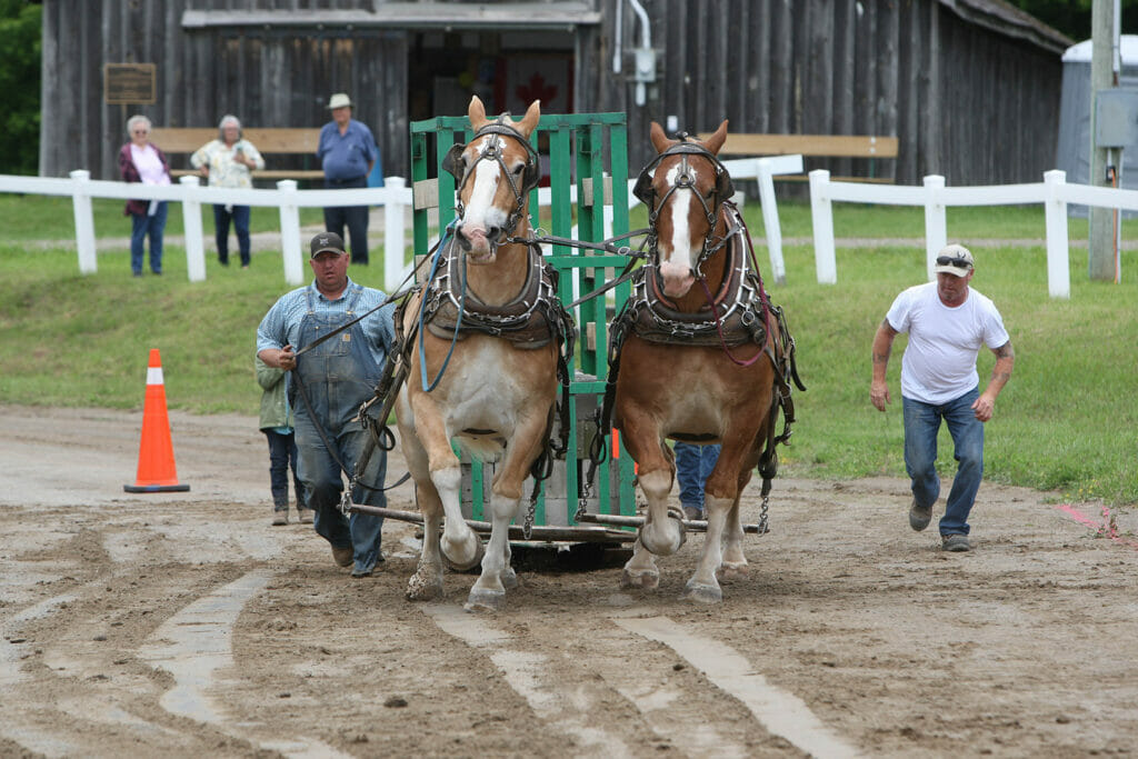 Horse Pull at Caledon Fair