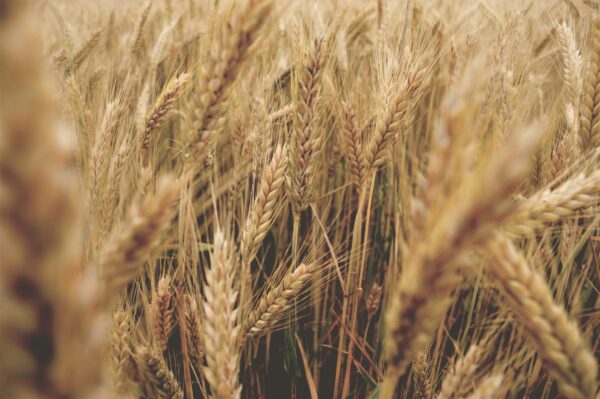 Grains and Hay