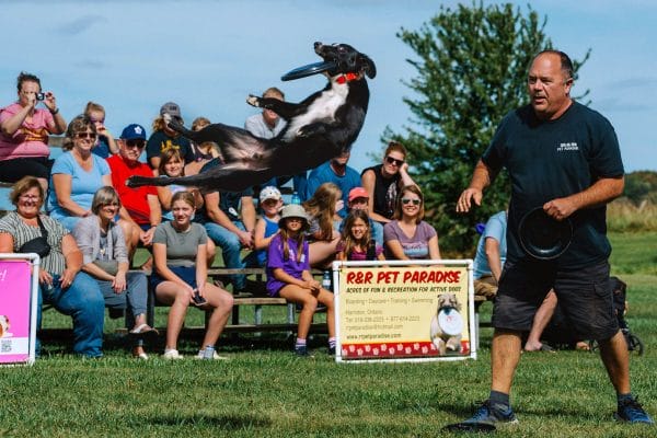R&R Pet Paradise POWER PAWS